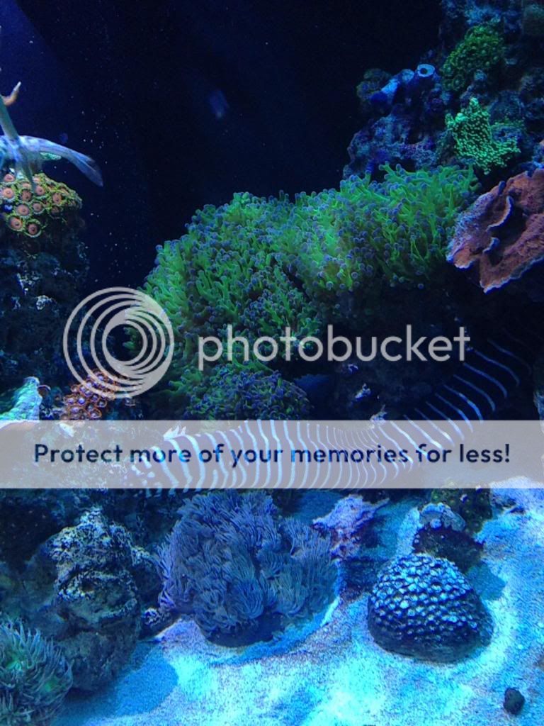 Zebra moray eel, reef safe? Reef Central Online Community